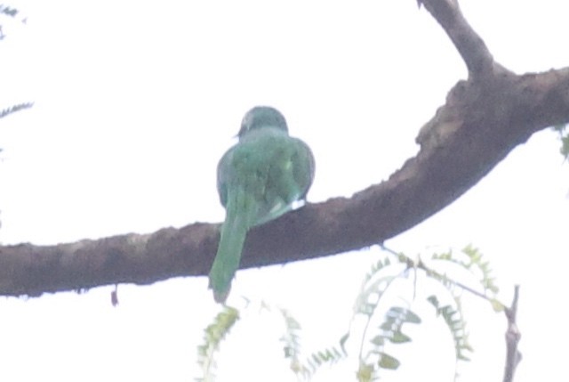 African Emerald Cuckoo (African) - ML611426987