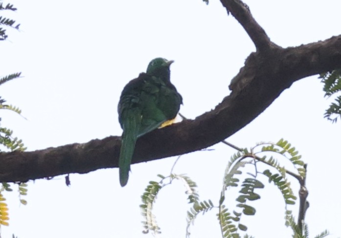 African Emerald Cuckoo (African) - ML611426988