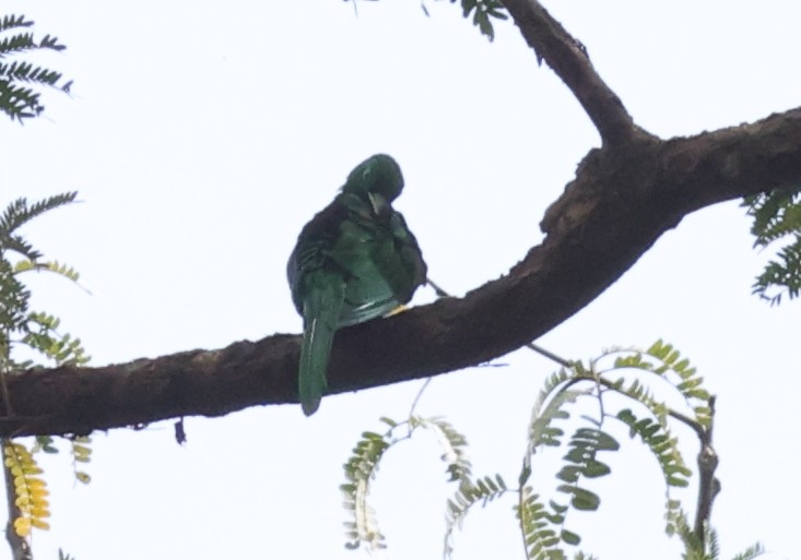 African Emerald Cuckoo (African) - ML611426989