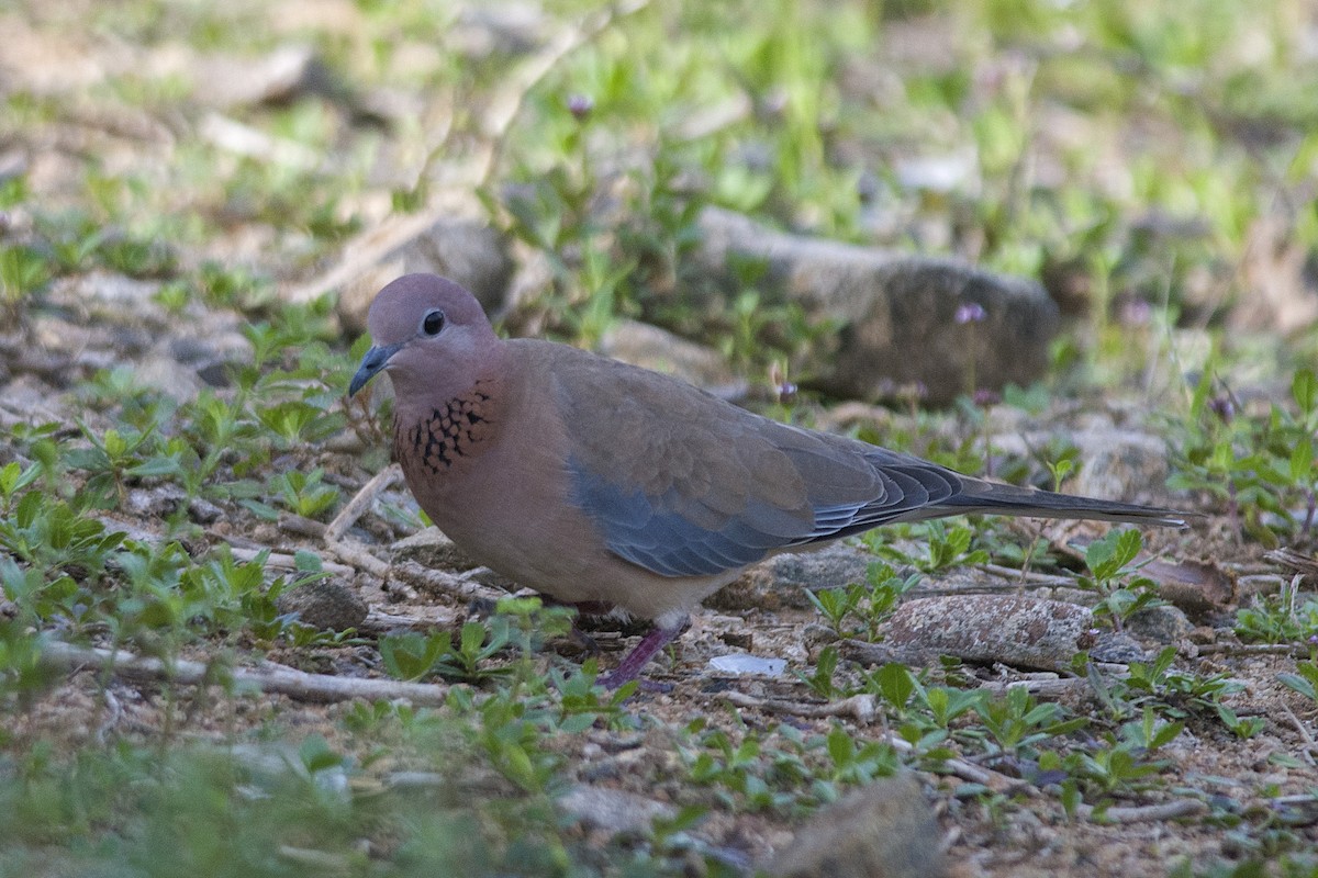 Laughing Dove - ML611427047