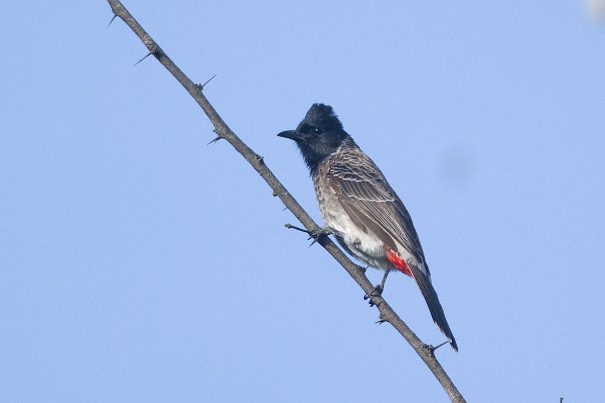 Red-vented Bulbul - ML611427084