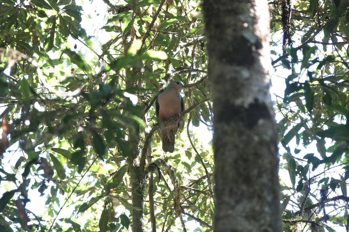 Rufescent Imperial-Pigeon - ML611427115