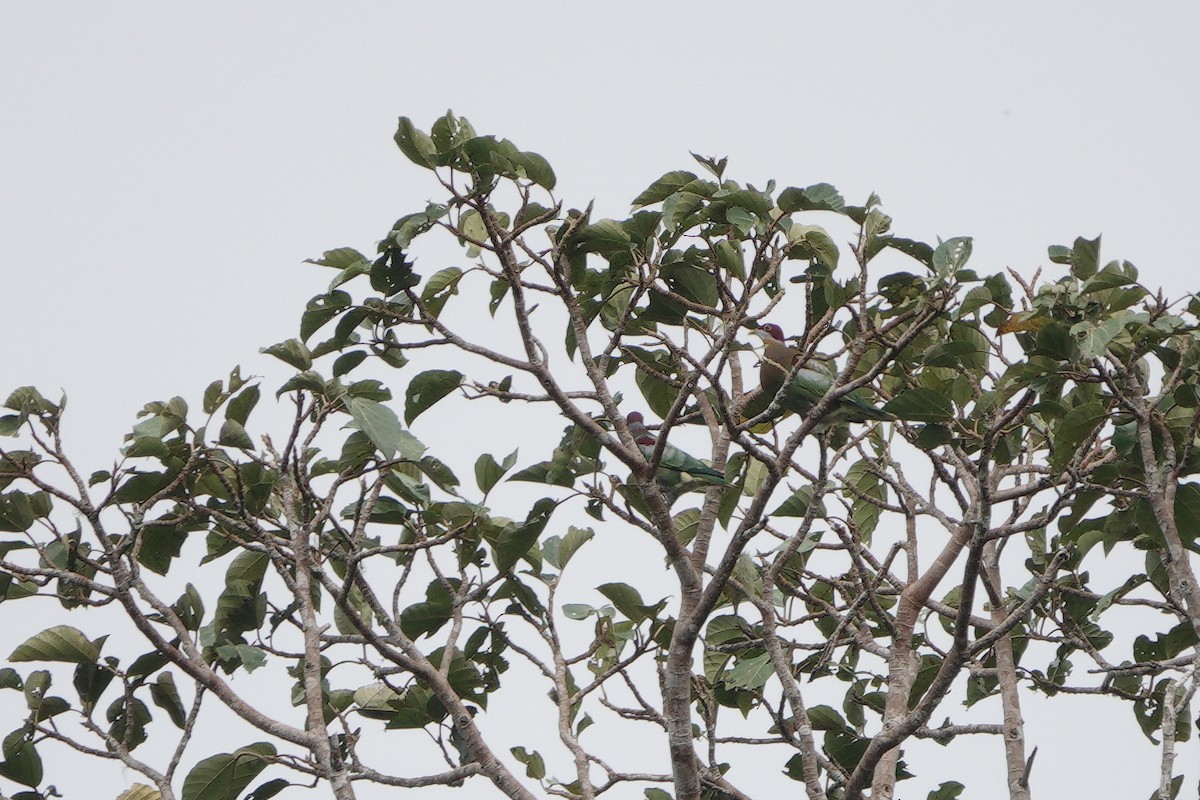 Ornate Fruit-Dove (Western) - ML611427116