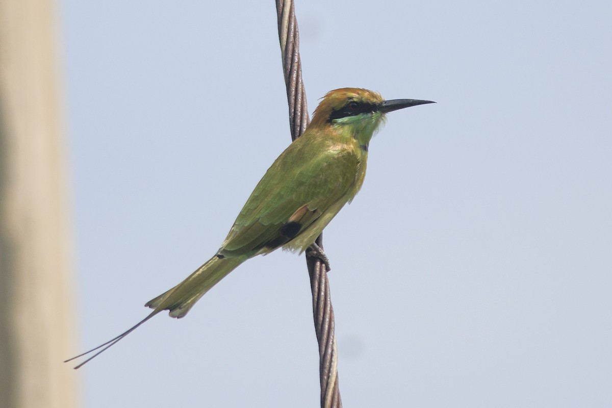 Asian Green Bee-eater - ML611427129