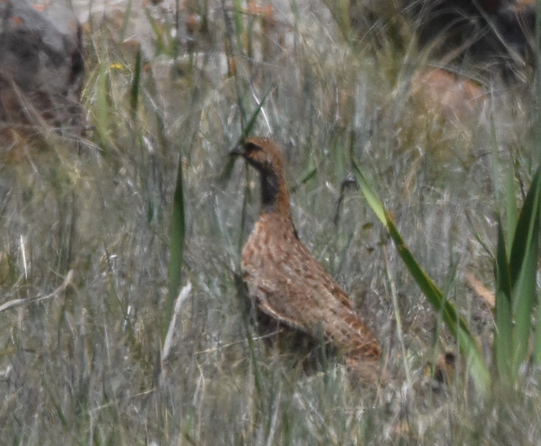 Red-winged Francolin - ML611427188