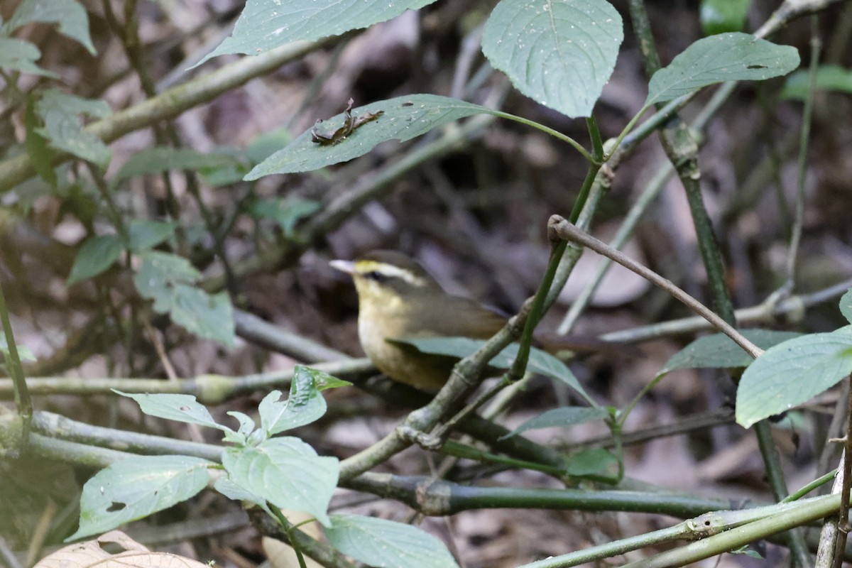 Yellow-browed Oxylabes - Daniel Branch