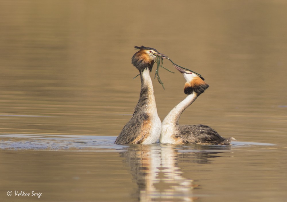 Great Crested Grebe - ML611427542