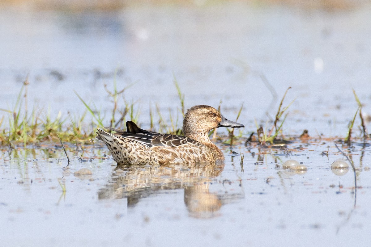 Green-winged Teal - ML611427738