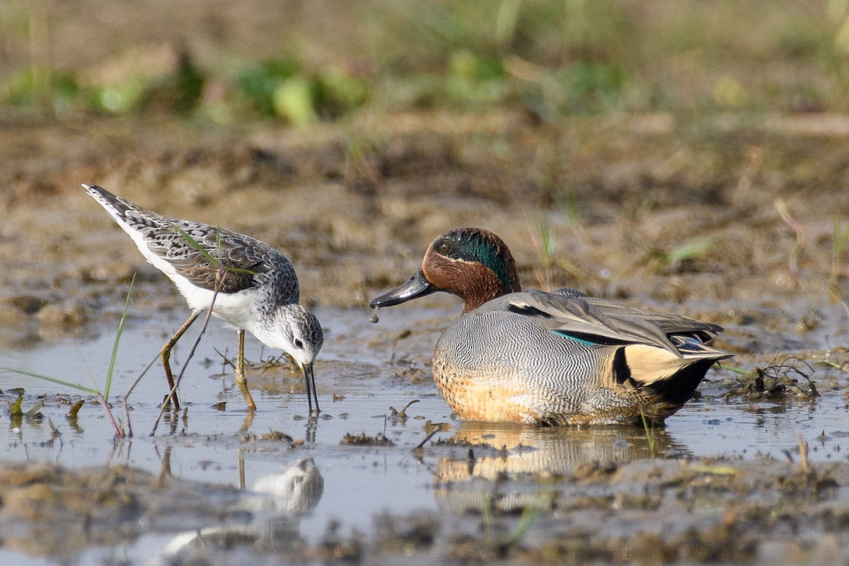 Green-winged Teal - ML611427756