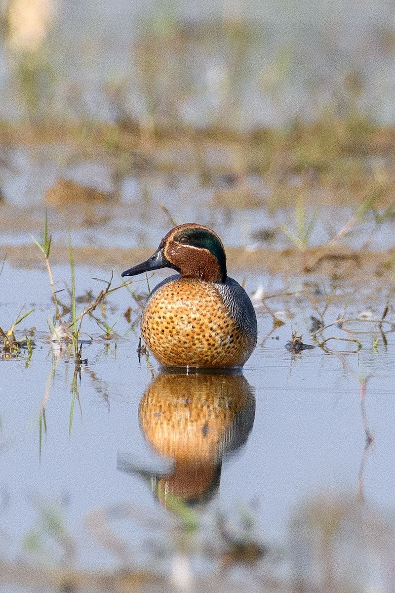 Green-winged Teal - ML611427757