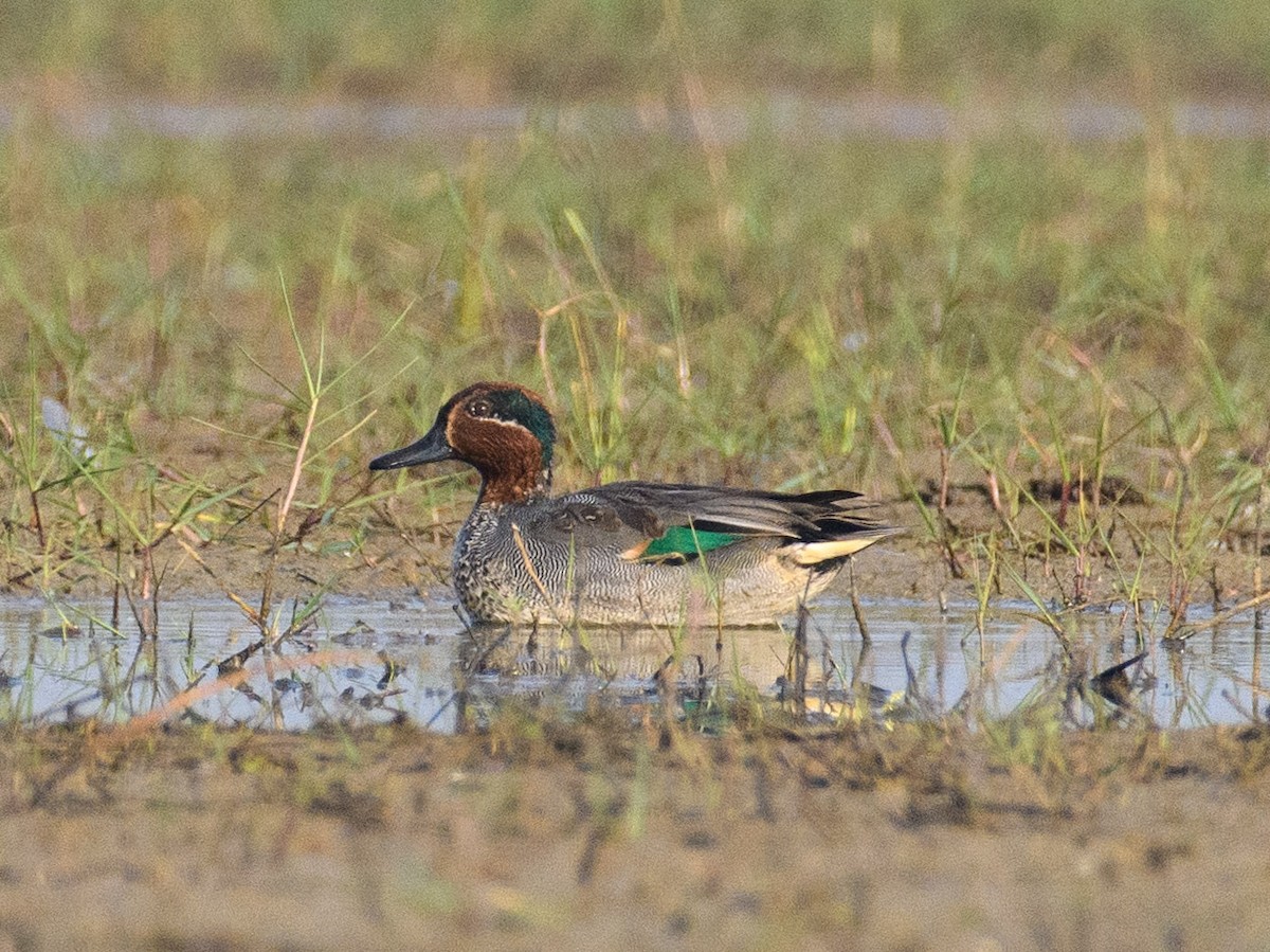 Green-winged Teal - ML611427758