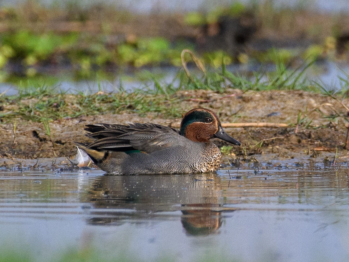 Green-winged Teal - ML611427761