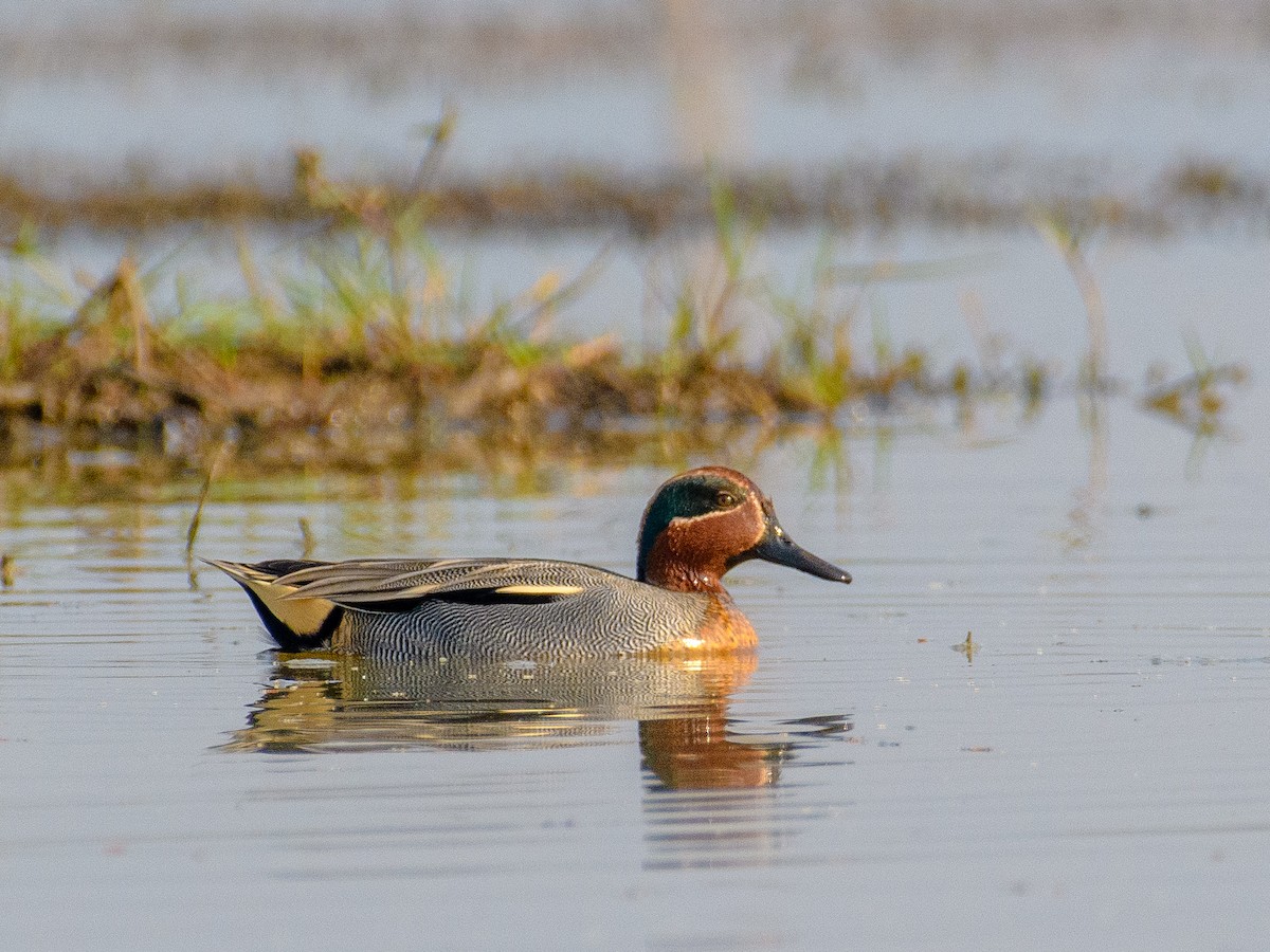 Green-winged Teal - ML611427762