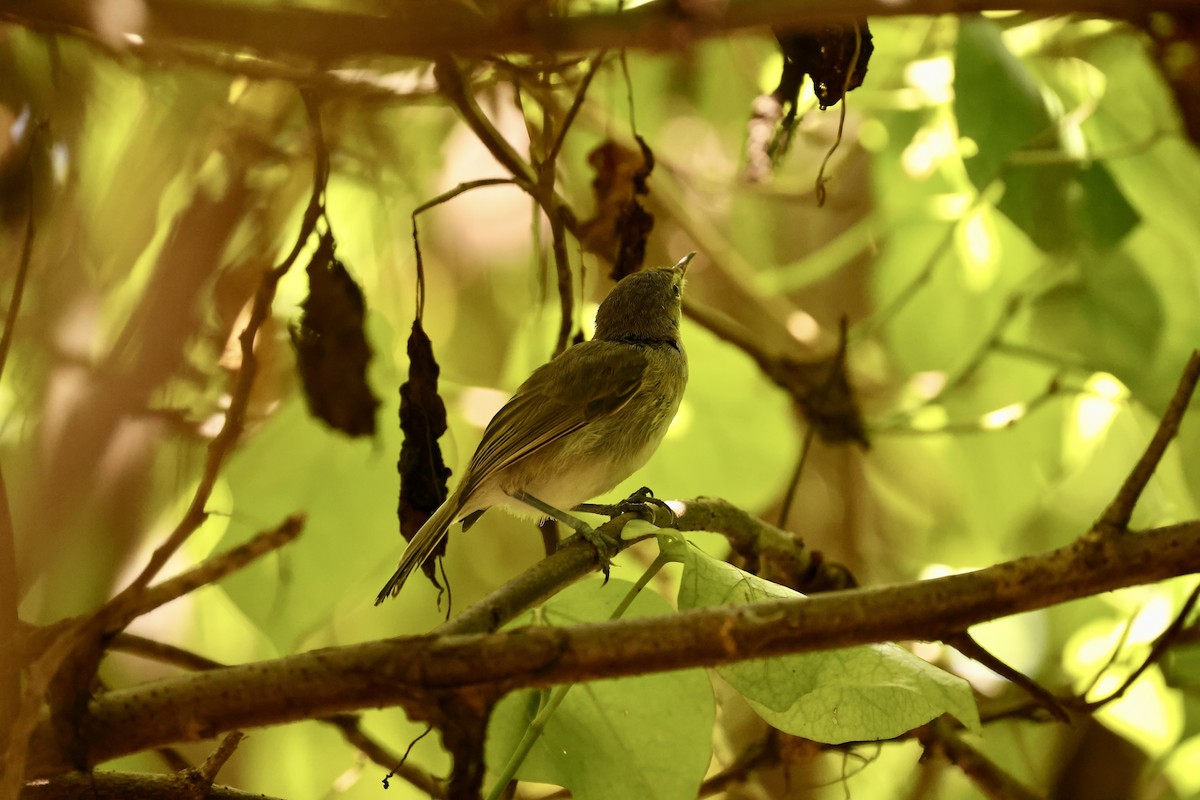 Seychelles Warbler - Mike Sylvia