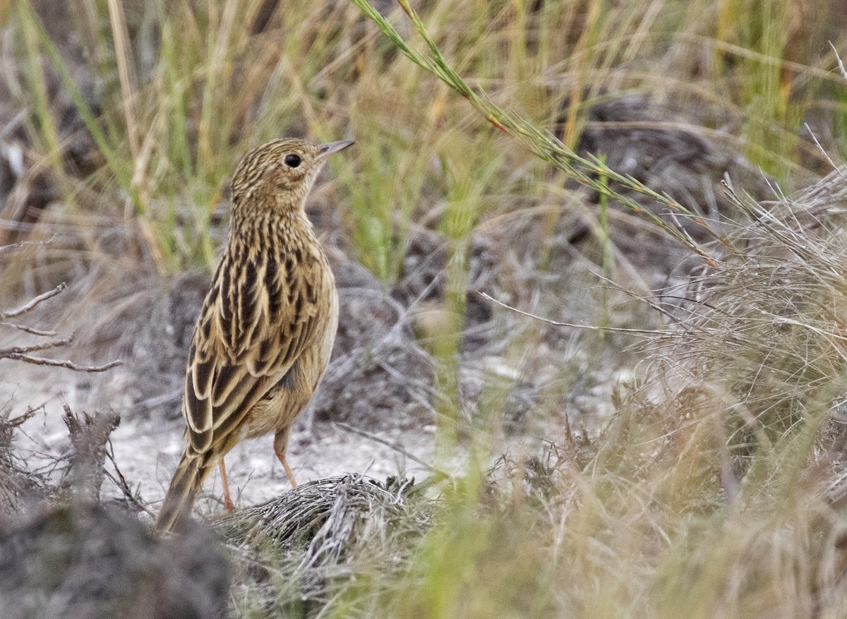 Ochre-breasted Pipit - ML611427902