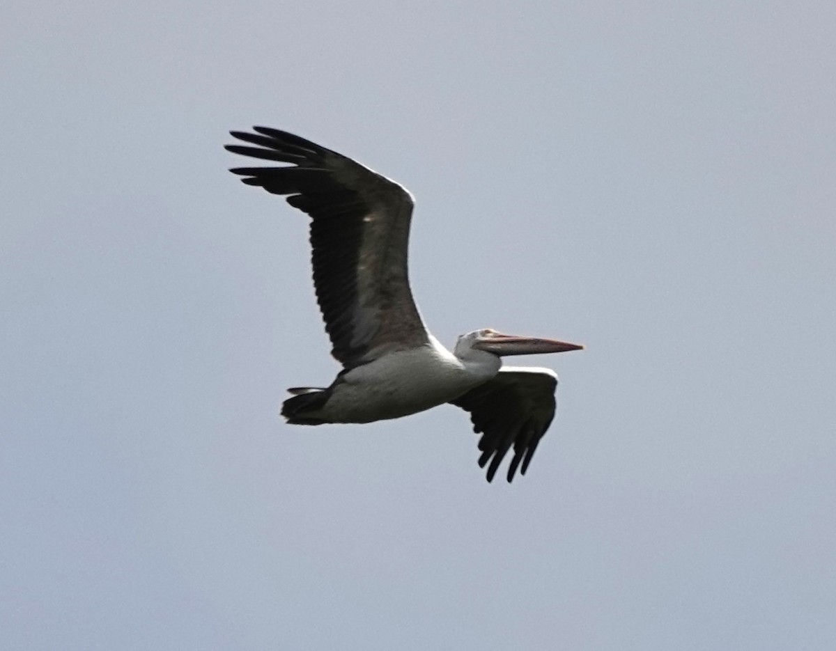 Spot-billed Pelican - Martin Pitt
