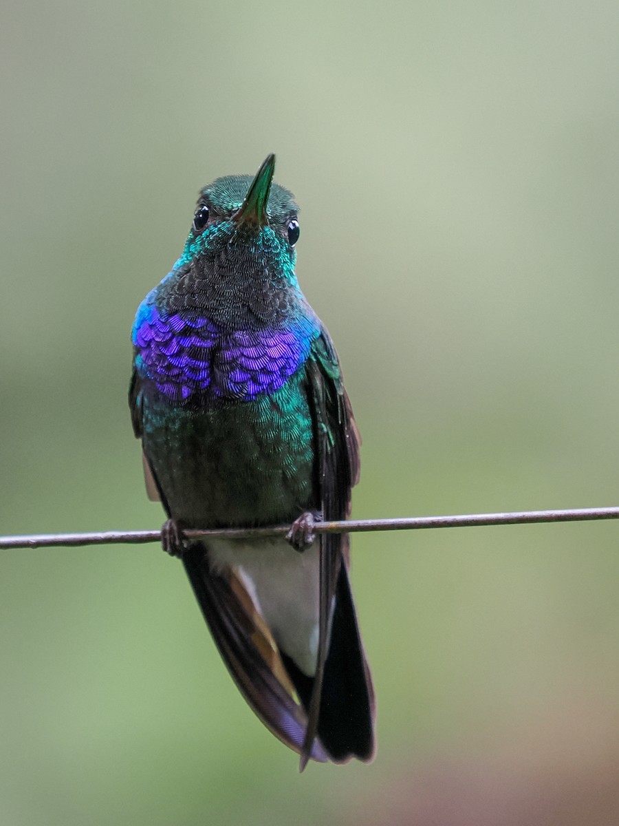 Purple-chested Hummingbird - ML611428345
