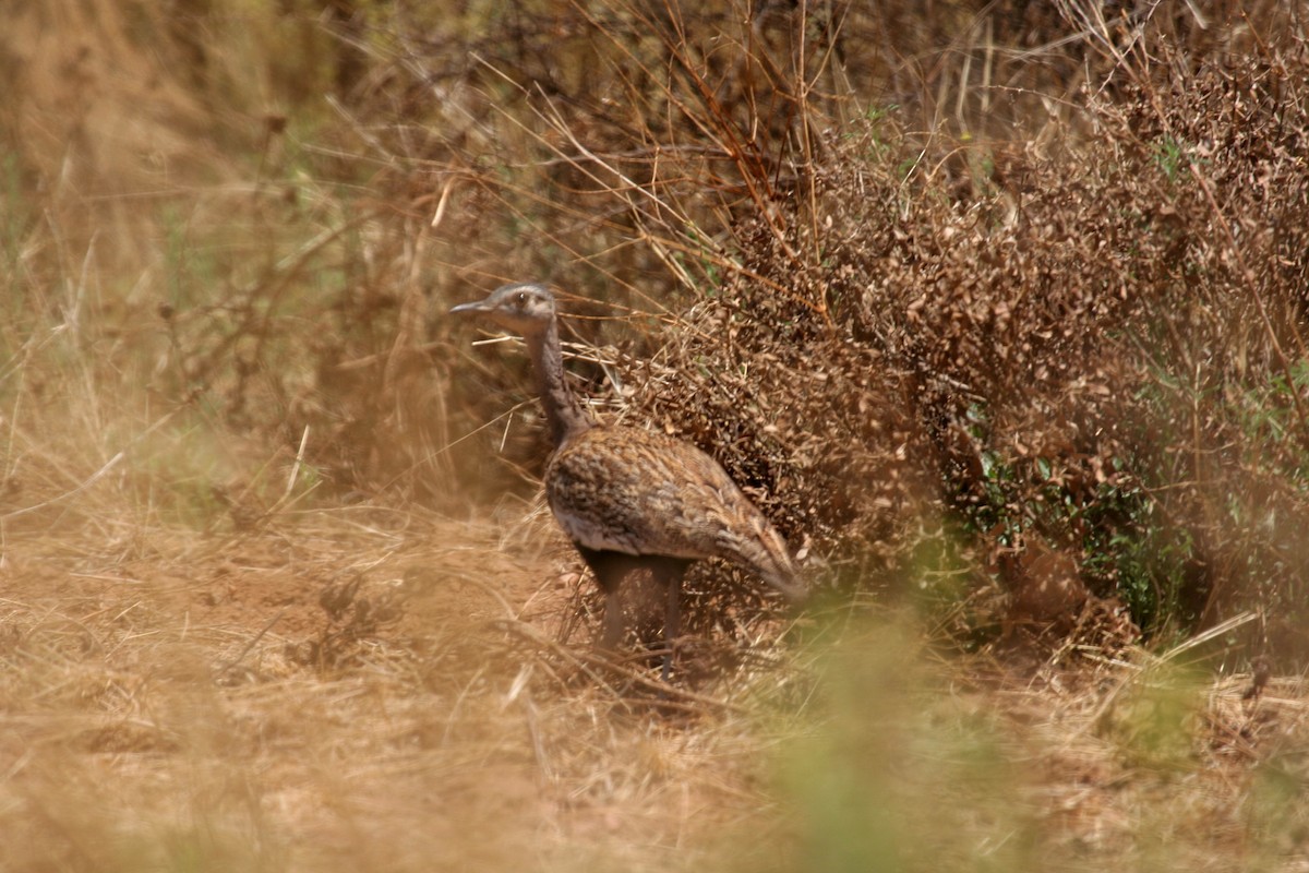 Red-crested Bustard - ML611428520