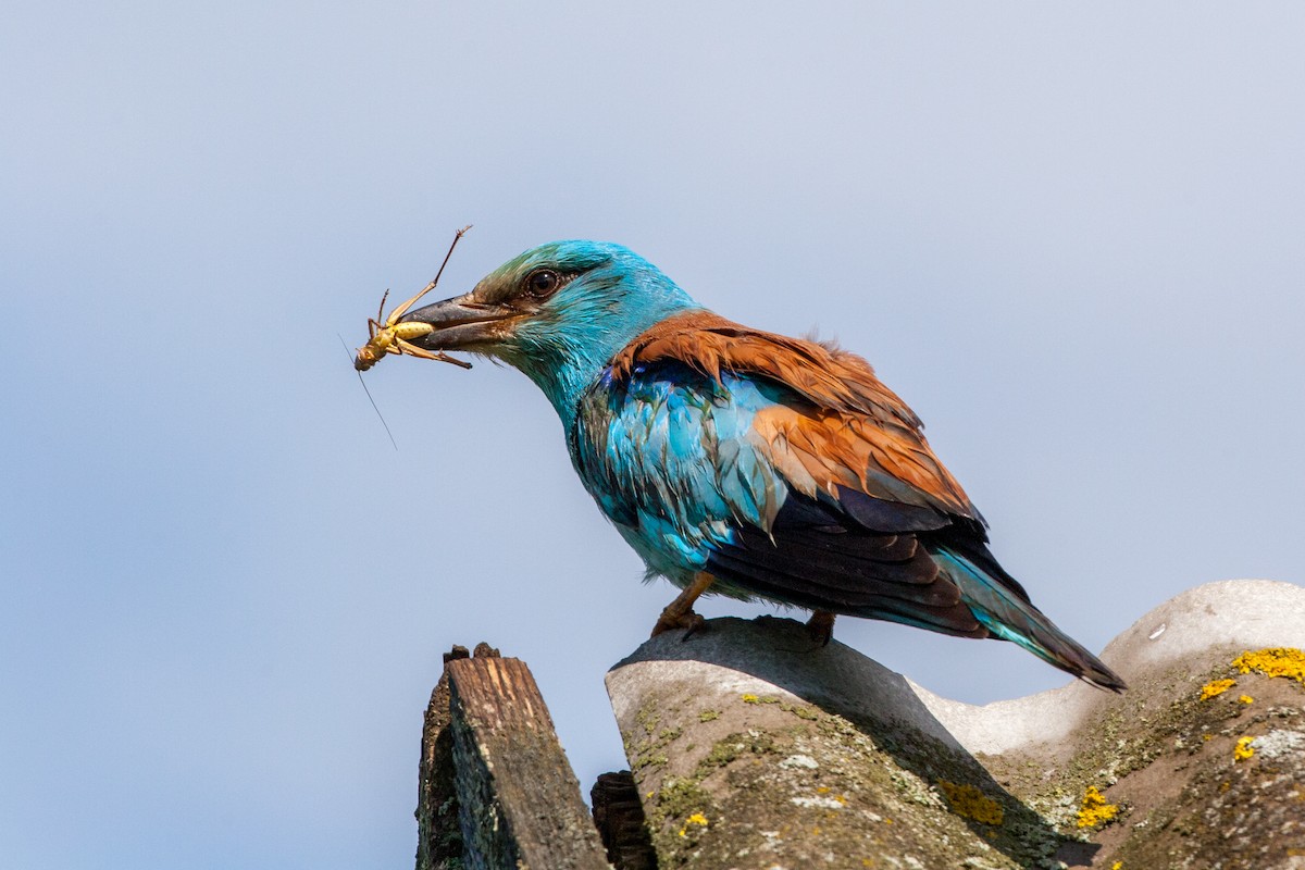 European Roller - ML611428521