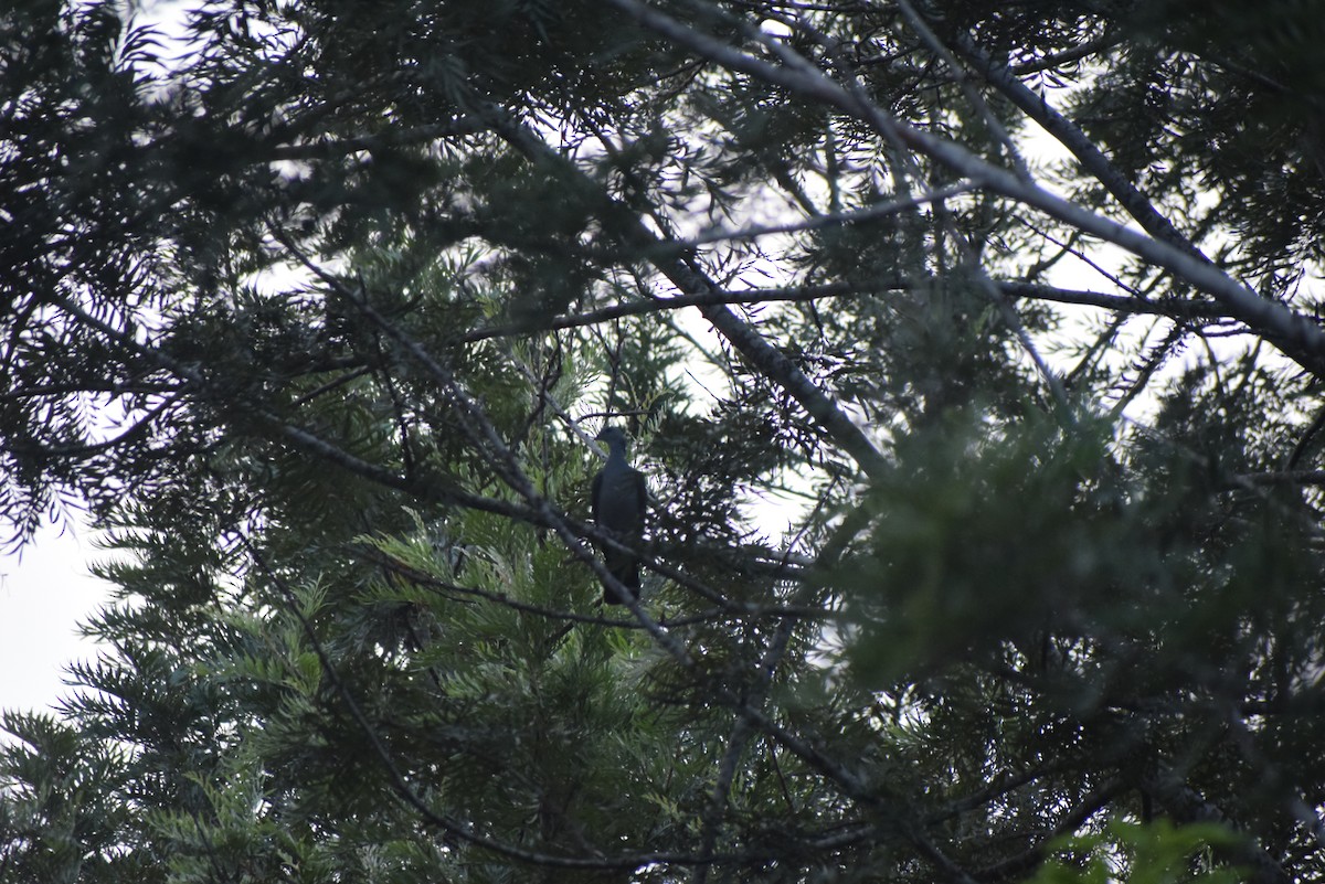 Nilgiri Wood-Pigeon - ML611428624
