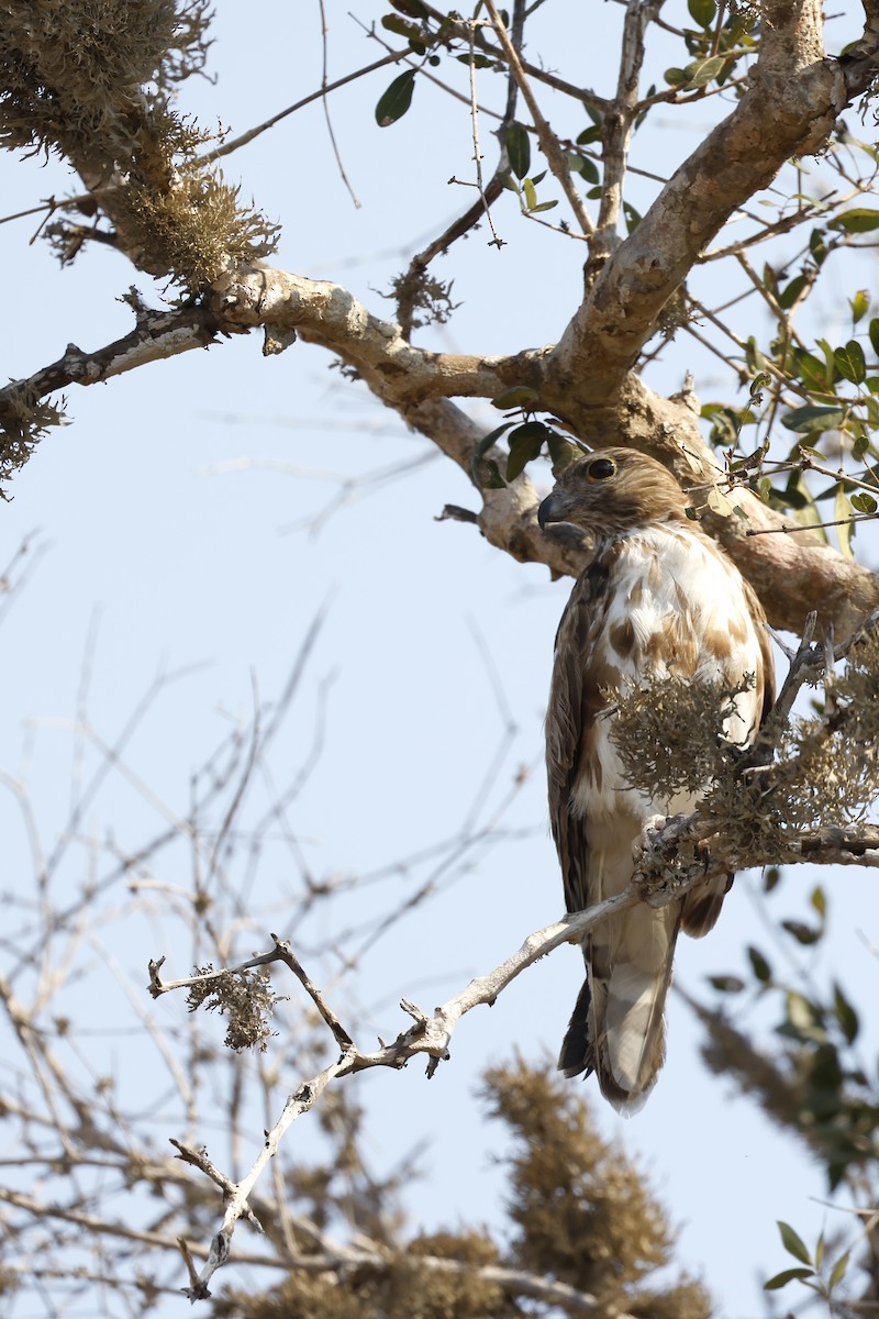 Madagascar Cuckoo-Hawk - ML611428838