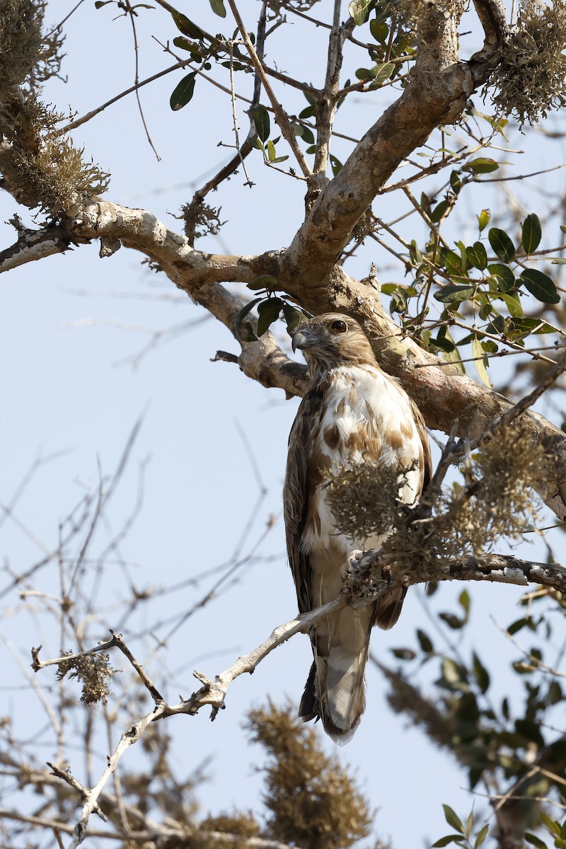 Madagascar Cuckoo-Hawk - Daniel Branch