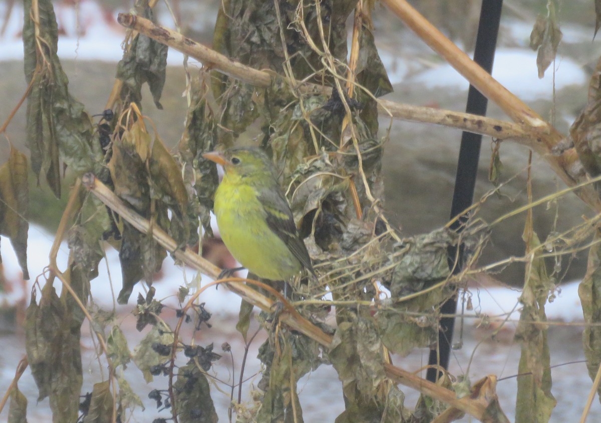 eBird Checklist 22 Nov 2023 Chez EssWhy, Northbridge, MA 2 species