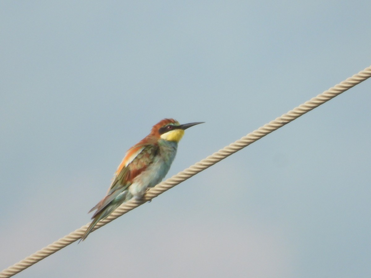 European Bee-eater - ML611428939