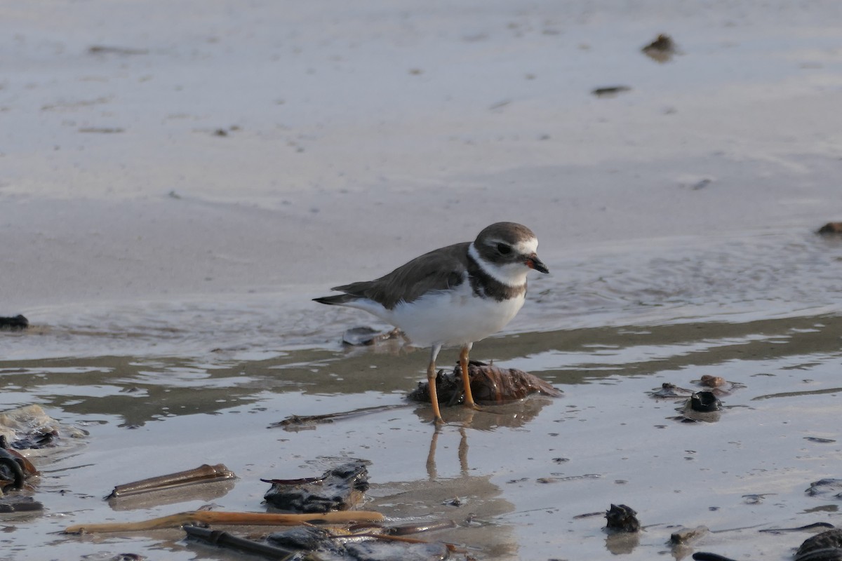 Semipalmated Plover - ML611429316