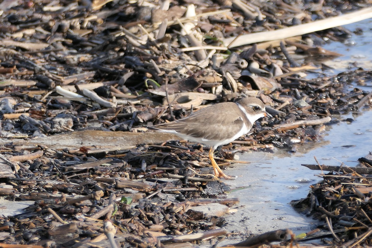 Semipalmated Plover - ML611429317
