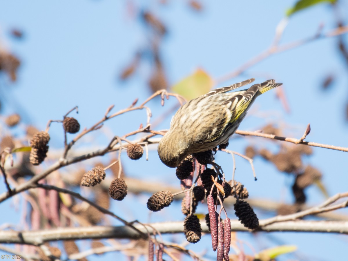 Pine Siskin - ML611429392