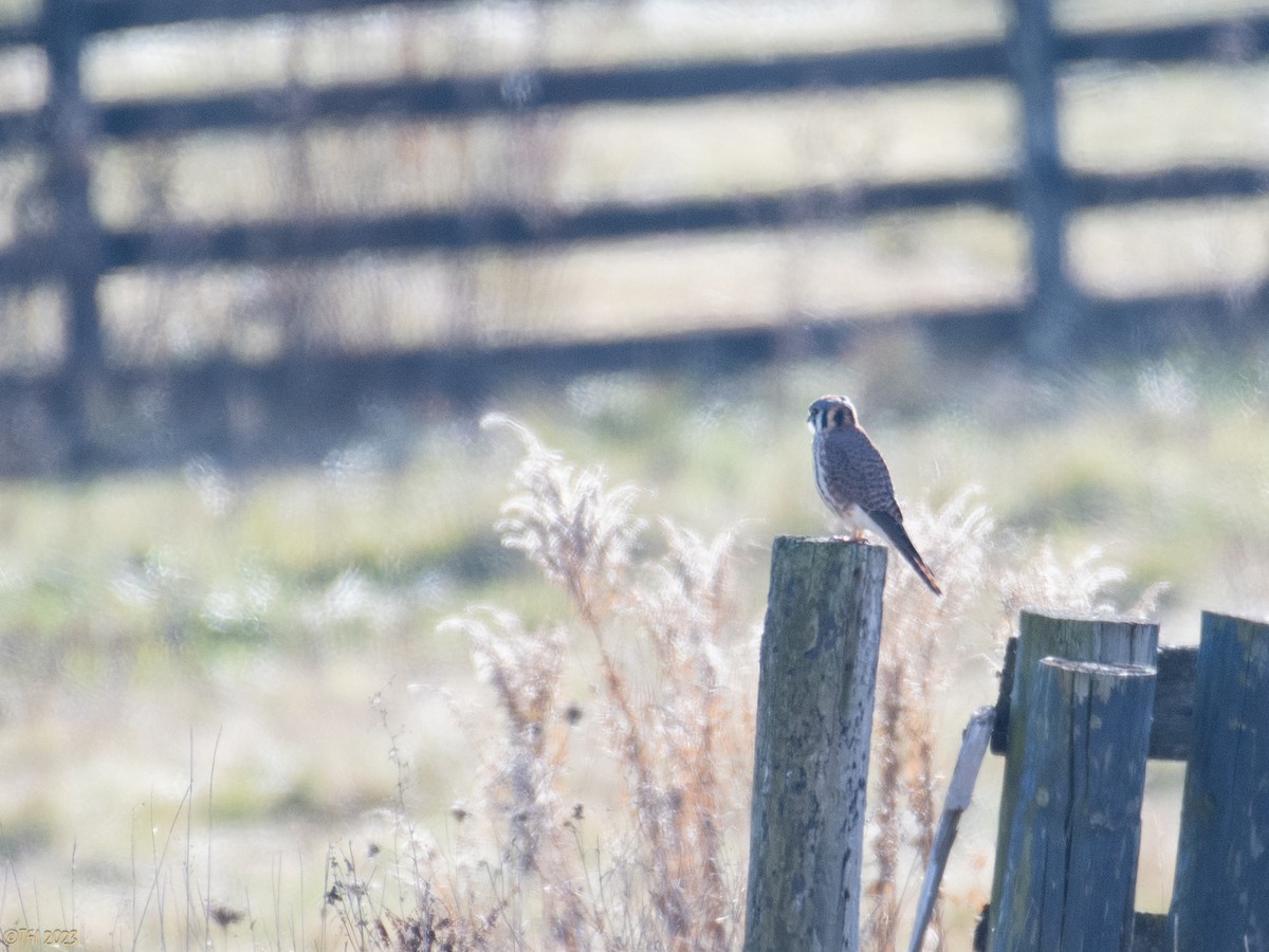 American Kestrel - ML611429397