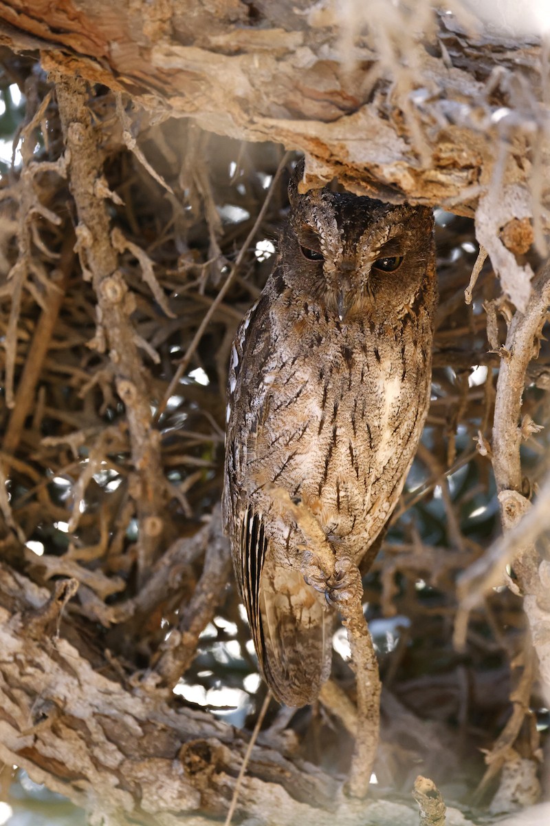 Madagascar Scops-Owl (Torotoroka) - ML611429497