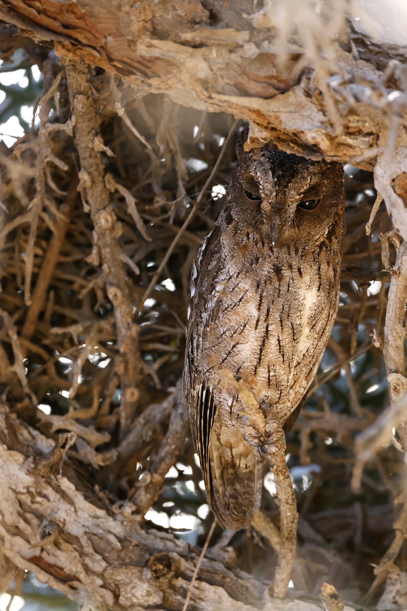 Madagascar Scops-Owl (Torotoroka) - ML611429628