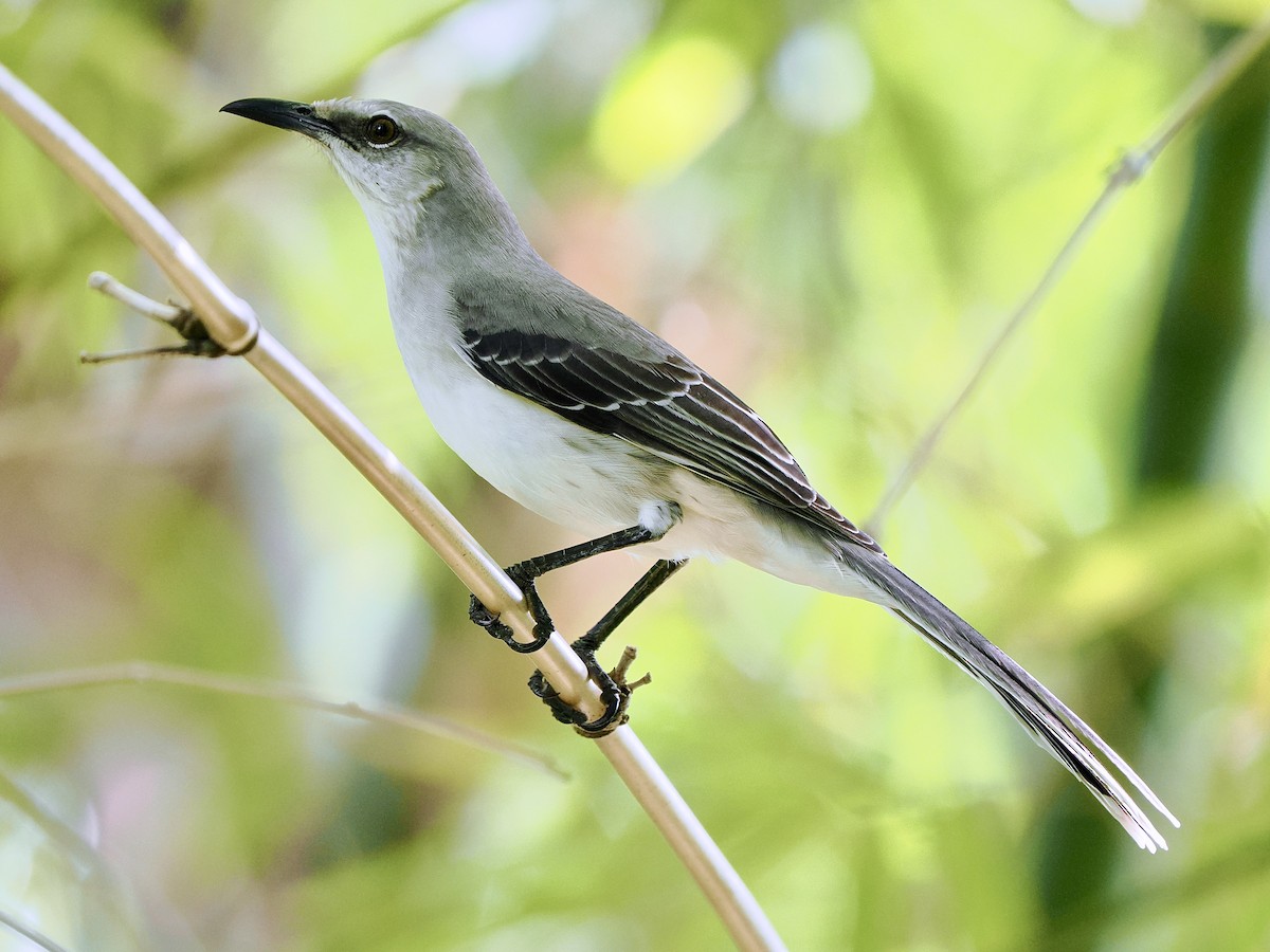 Tropical Mockingbird (San Andres) - ML611430030