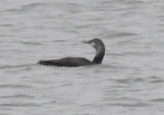Red-throated Loon - ML611430087