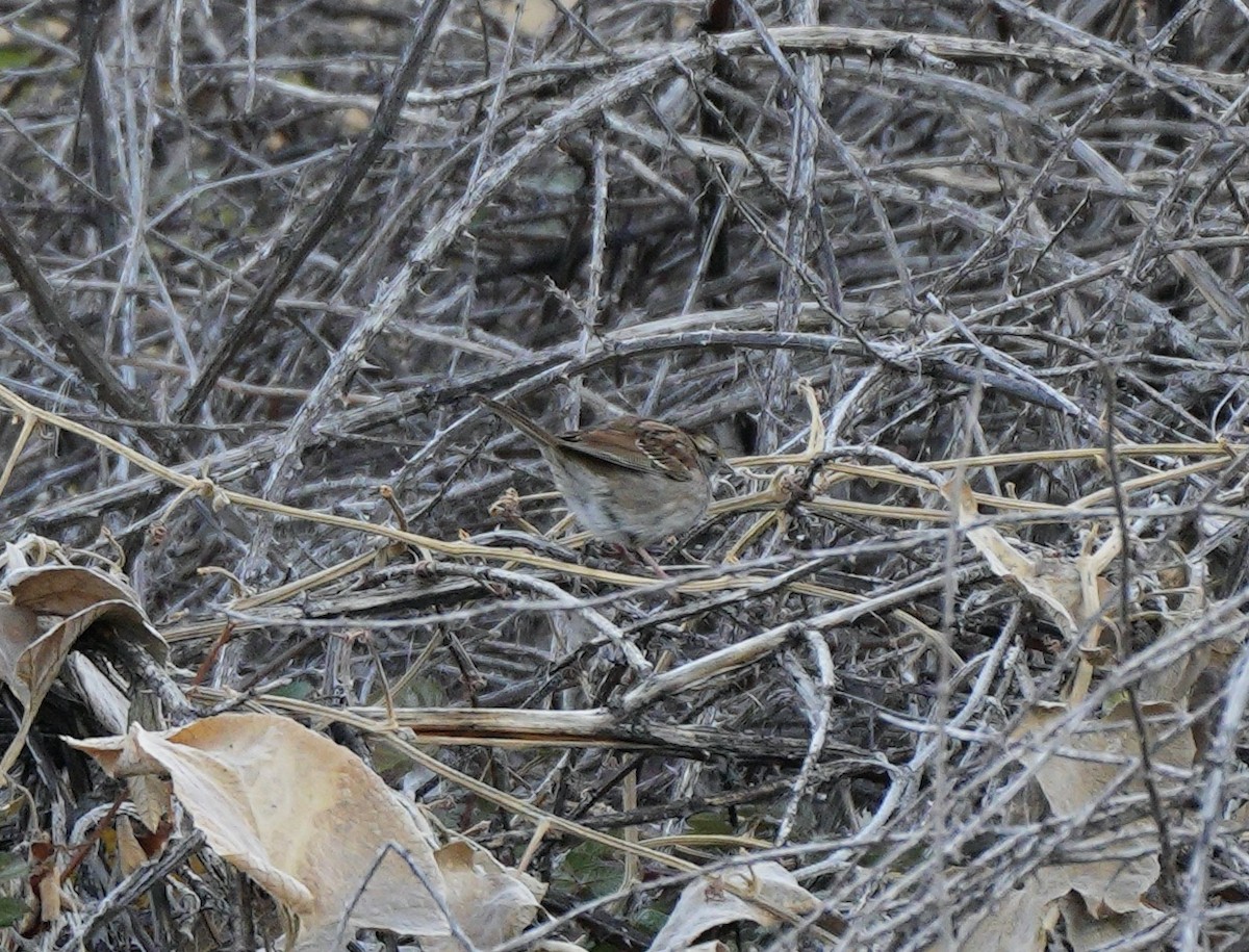 White-throated Sparrow - ML611430098