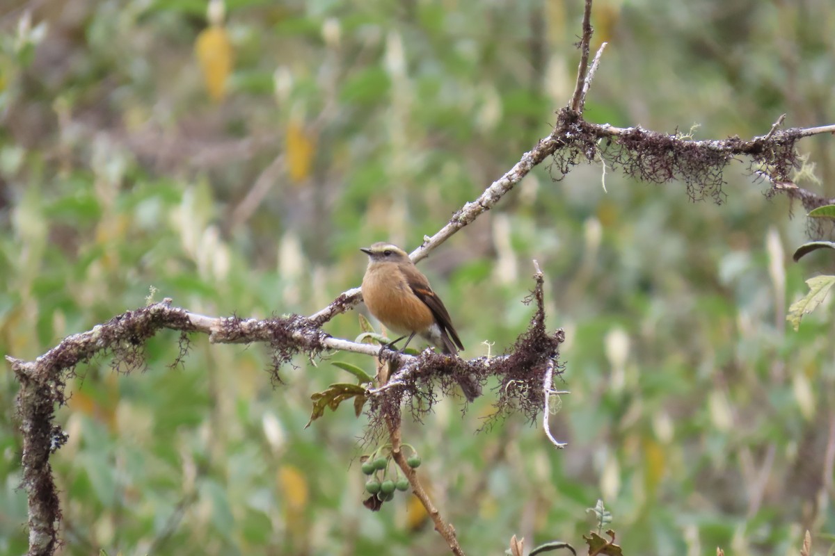 Brown-backed Chat-Tyrant - ML611430503