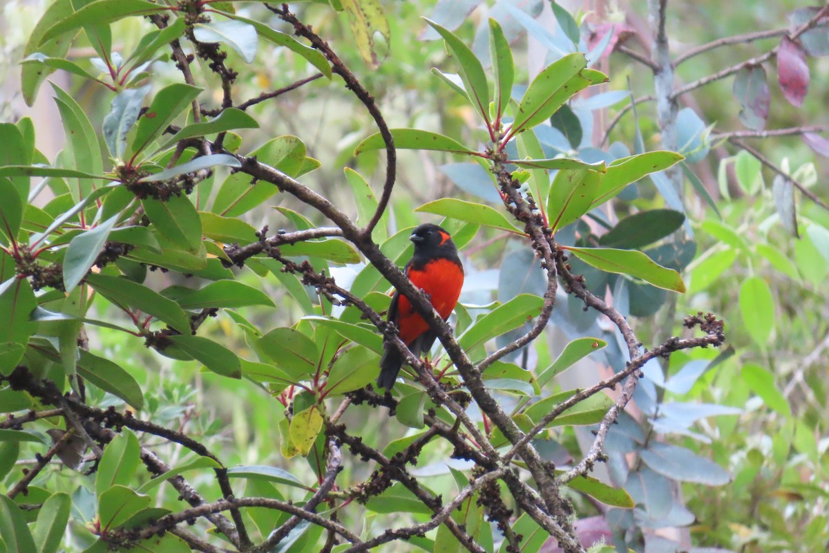 Scarlet-bellied Mountain Tanager - ML611430869