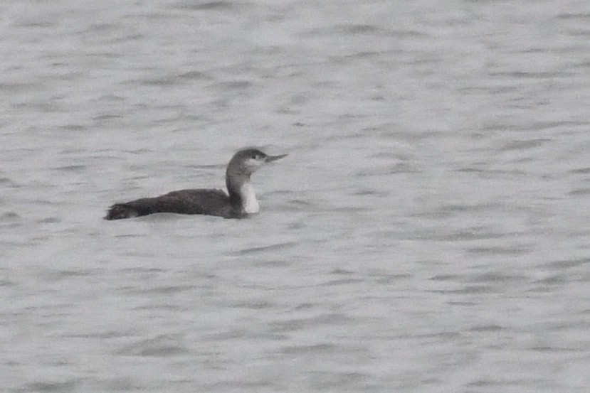 Red-throated Loon - ML611431157