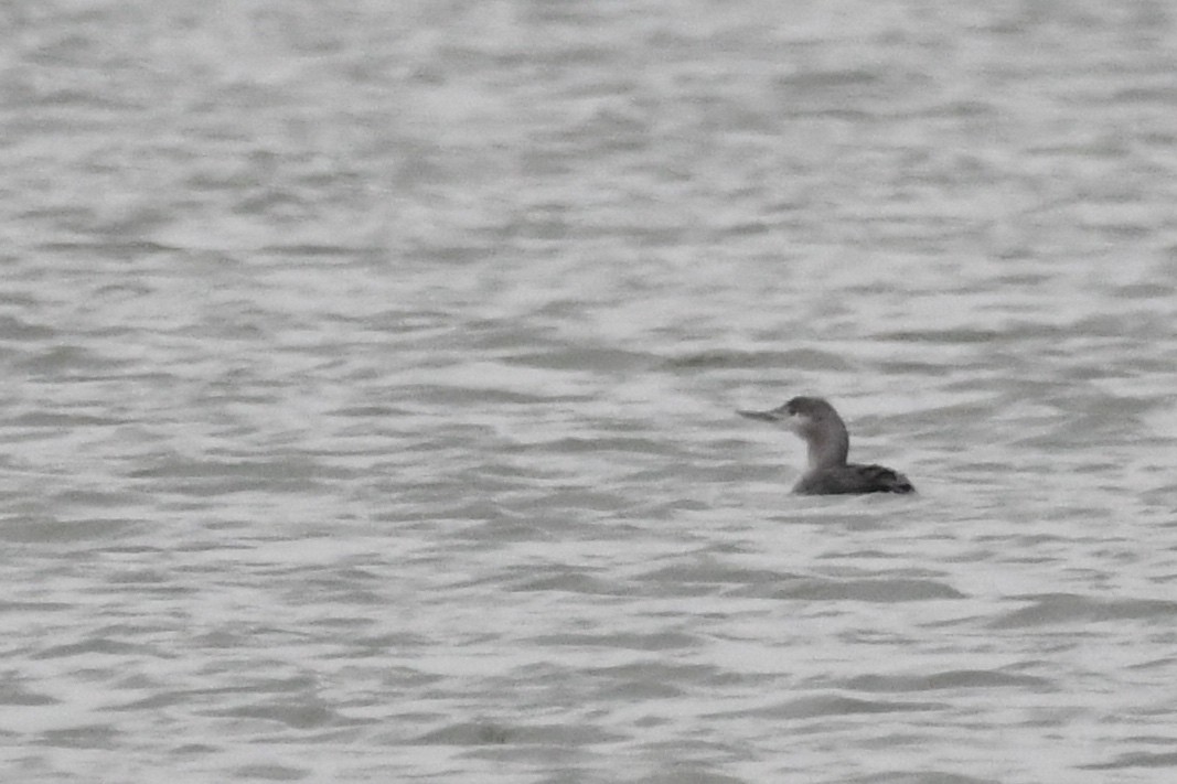 Red-throated Loon - ML611431158