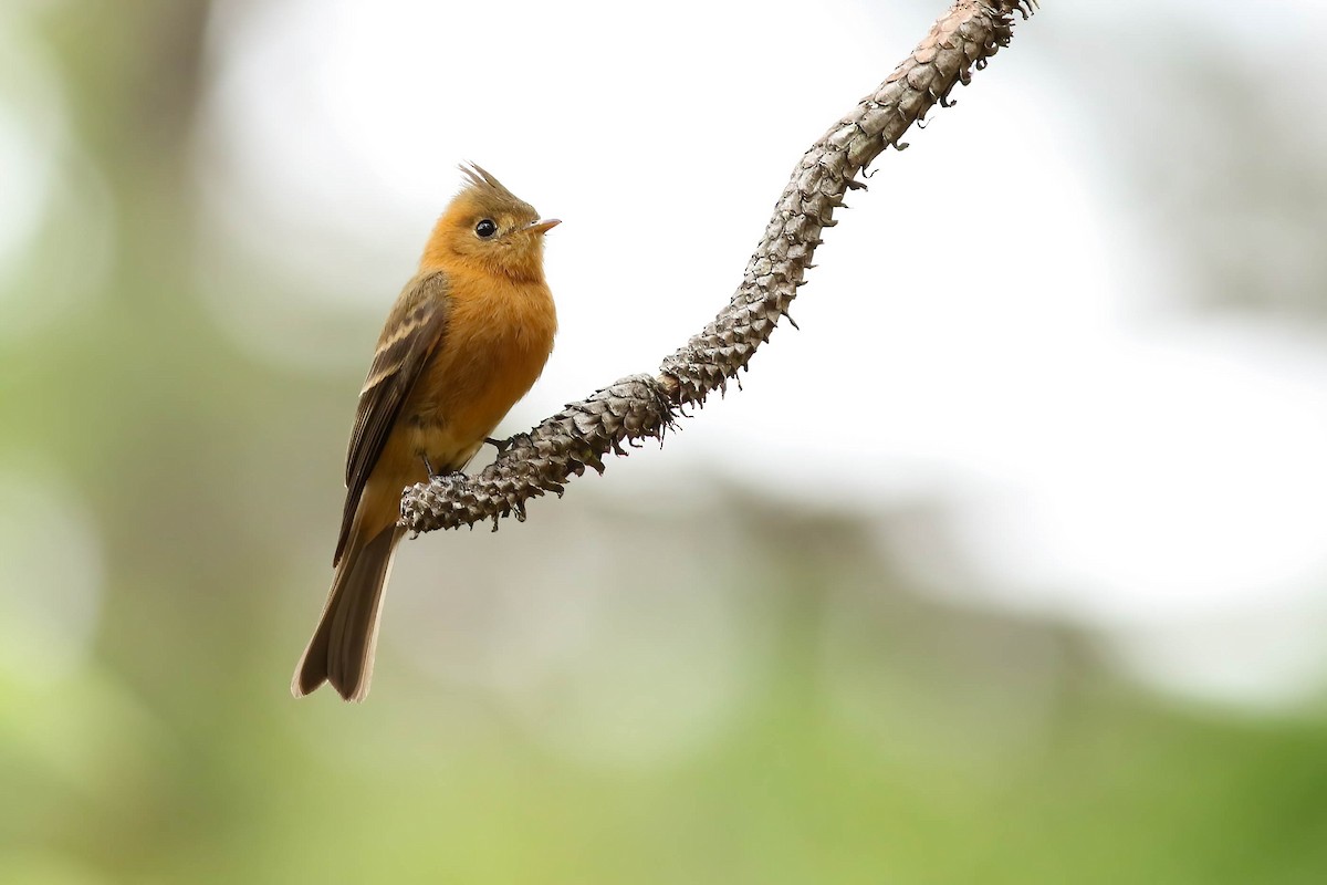 Tufted Flycatcher (Mexican) - ML611431294