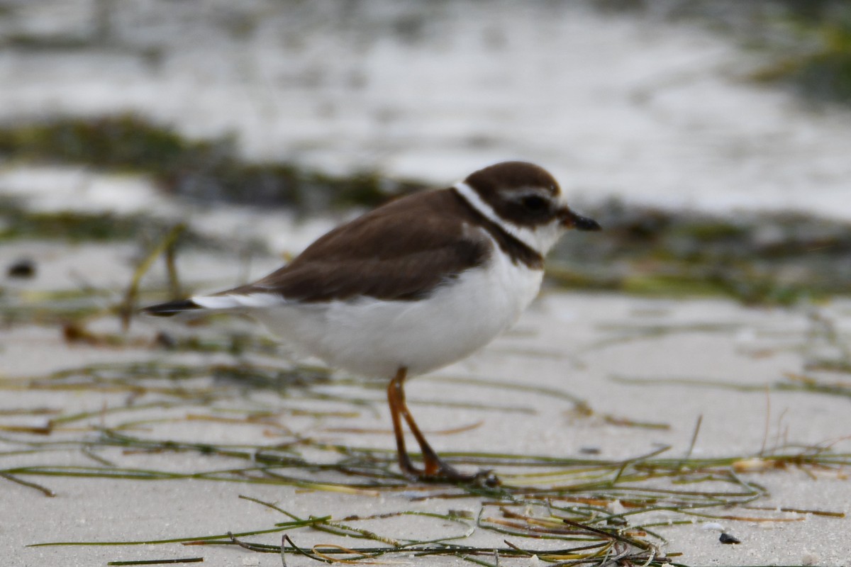 Semipalmated Plover - ML611431603
