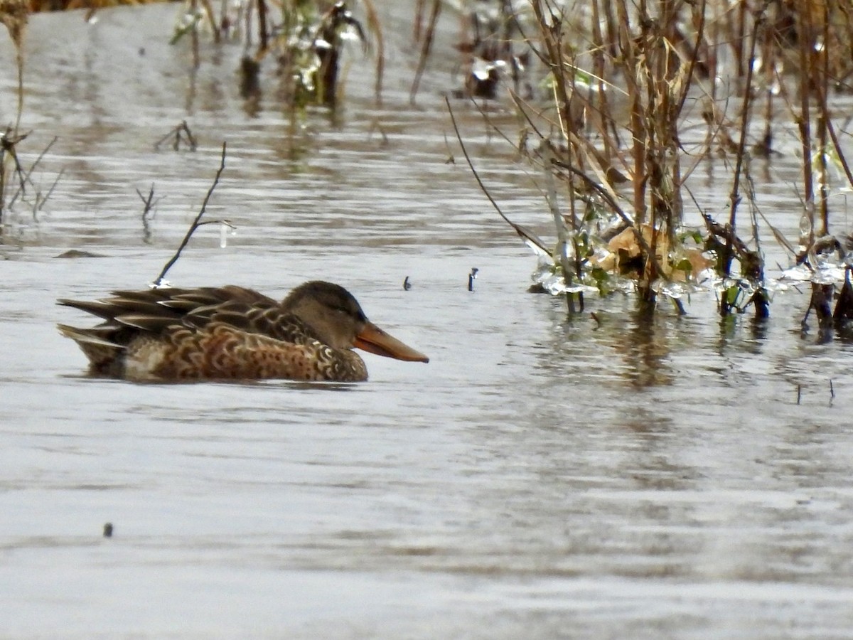 Northern Shoveler - Marnie and Sandy Campbell