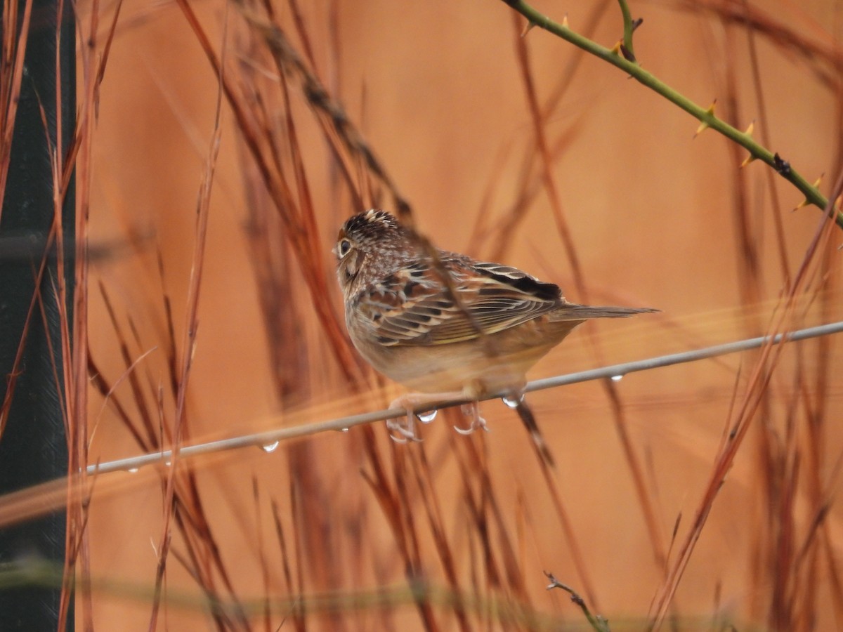 Grasshopper Sparrow - ML611432024