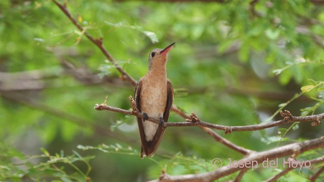 kolibřík rusoprsý - ML611432169