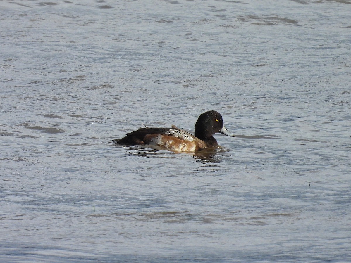 Greater Scaup - ML611432212