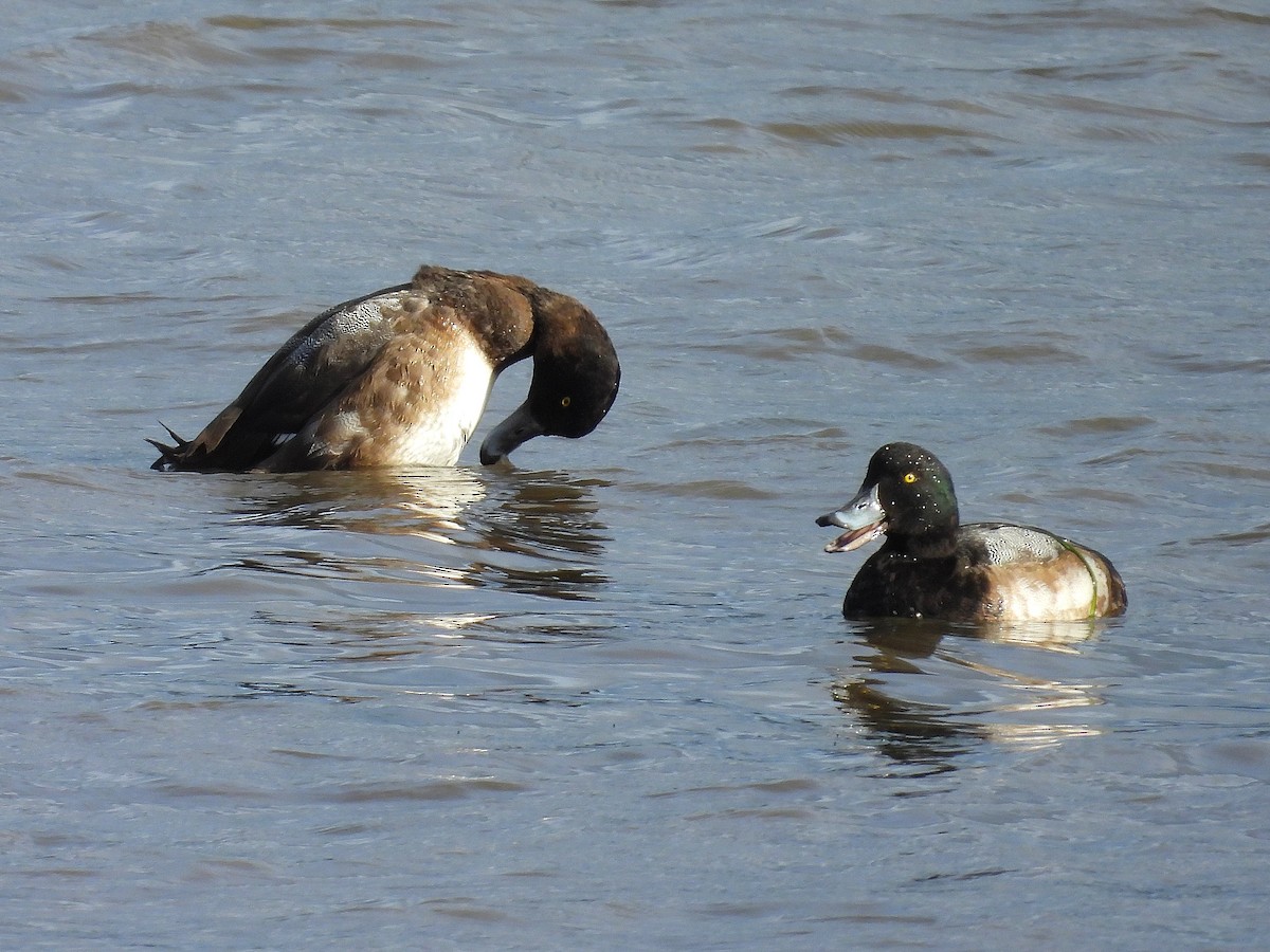 Greater Scaup - ML611432213