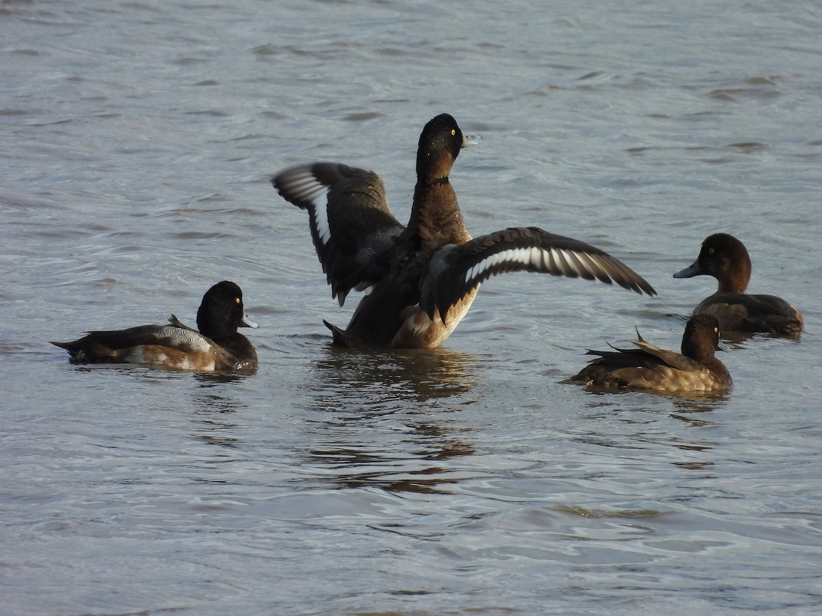 Greater Scaup - ML611432214