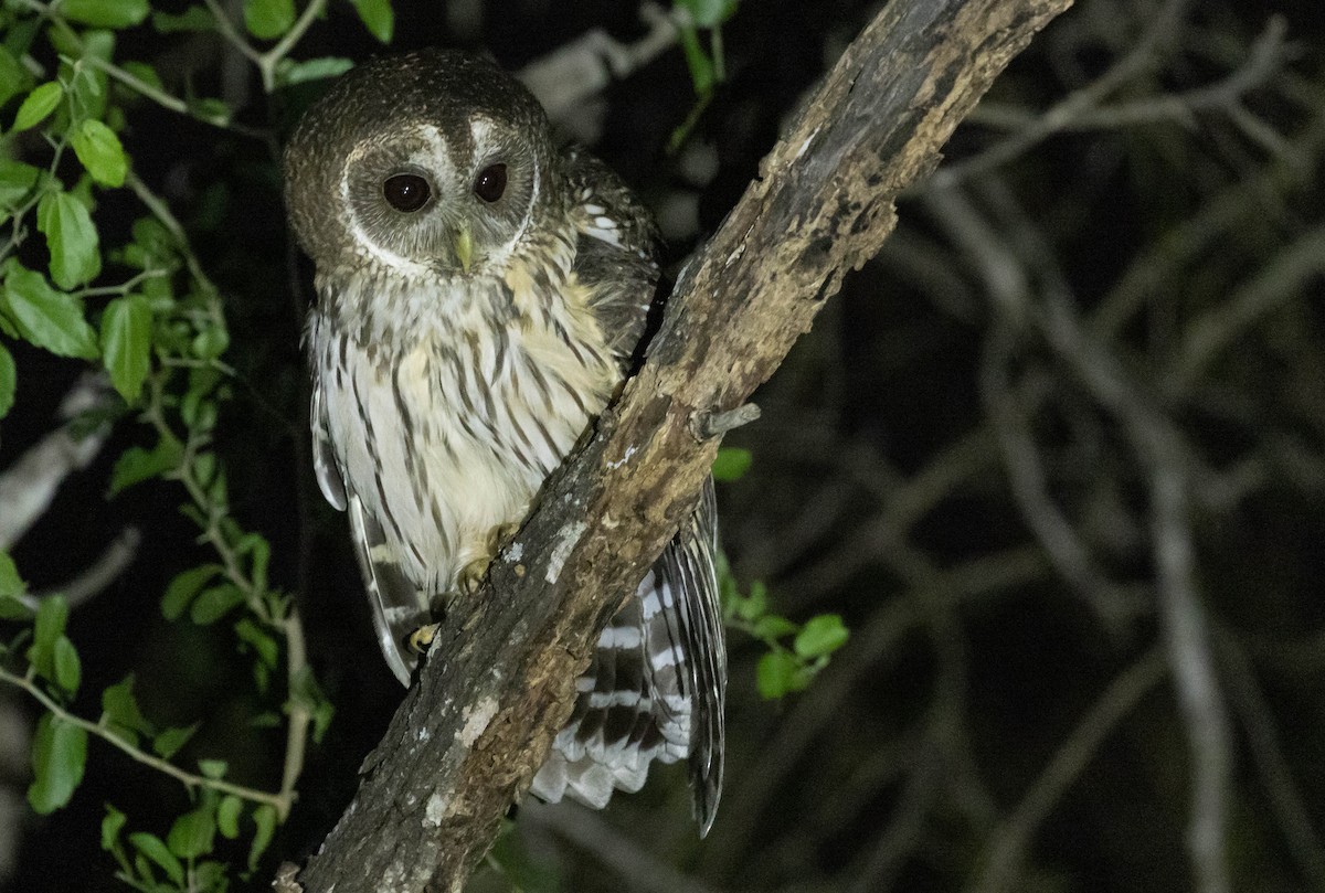 Mottled Owl (Mottled) - ML611432818